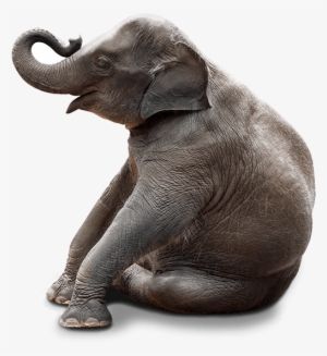 Elephant Sitting In Chair