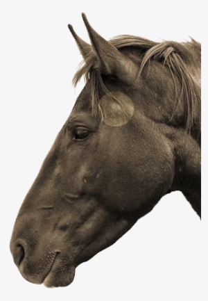 Tmj Is Highlighted - Horse Head From The Side