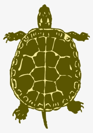 Sea Turtle Clipart Box Turtle - Turtle From Birds Eye View
