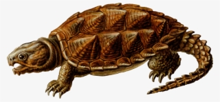 Snapping - Alligator Snapping Turtle Png