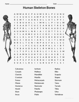 Human Skeleton Wordsearch