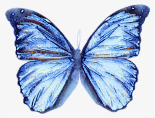 Butterfly Blue Watercolour Blur Effect