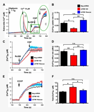 Letm1-kd Impairs Both Mitochondrial Influx And Efflux
