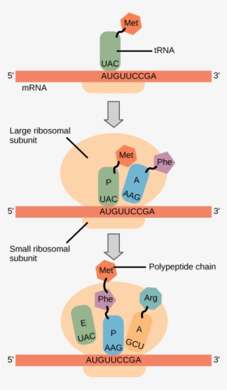 Illustration Shows The Steps Of Protein Synthesis