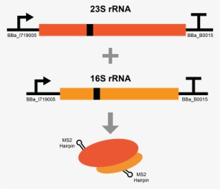 To Ensure We Purify Both Subunits Of The Ribosome The