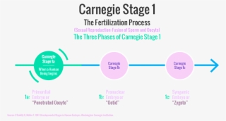 Carnegie Stages Of Human Embryonic Development