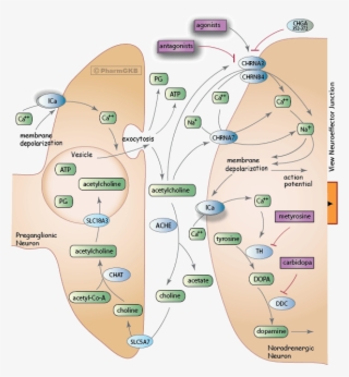 Sympathetic Nerve Pathway Diagram