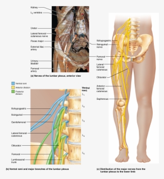 Spinal Nerves Anatomy Pinterest
