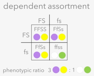 The Dihybrid Cross
