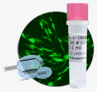 Dna-in Crispr Transfection Reagent