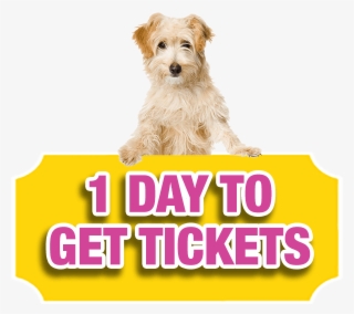 There's Only One Day Left To Buy Your Bc Spca Lottery