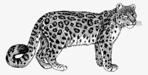Snow Leopard - Amur Leopard Black And White