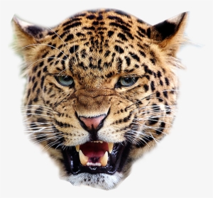 Leopard Face Png