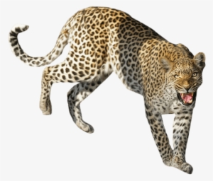 Free Png Leopard Standing Png Images Transparent - Png Leopard