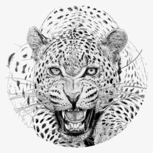 Royalty Free Download Leopard - Leopard Drawing