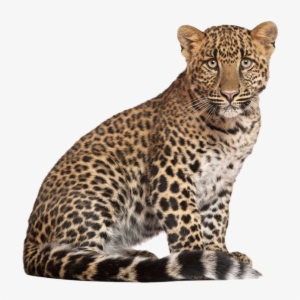 Leopard Png Image Background - Transparent Background Leopard Png