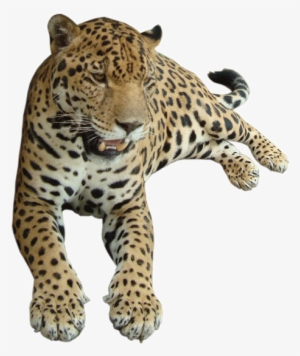 Leopard - Felidae