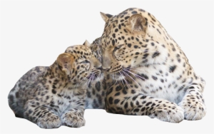 The Amur Leopard And Tiger Alliance Is An Initiative - Amur Leopard Family