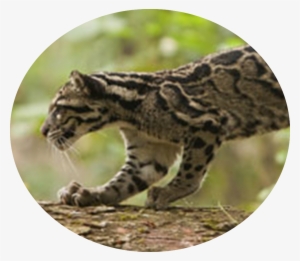 Return Of The Clouded Leopards - Clouded Leopard In India