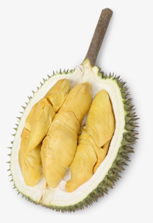 The Durian Story - Durio Zibethinus