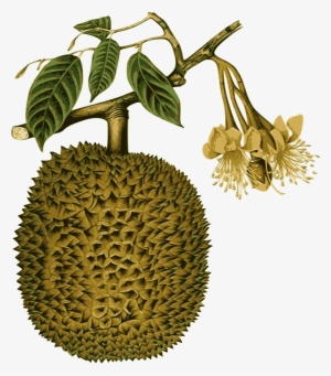 Big Image - Durian Drawing