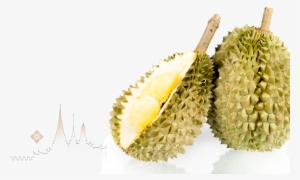 特别是 金枕头 ,独特的甜蜜,芳香和美味,使金枕头得到了 泰国当地人的喜爱 - Durian