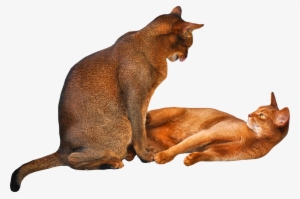 Free Cat Png "2 Cats" Png With Transparent Background - Cat