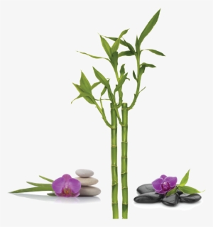 Bamboo