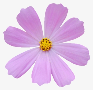 Bipinnatus Stock Photography Hand Painted Flowers Handpainted