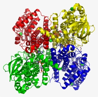 Short Branched Chain Acyl-coa Dehydrogenase 2jif