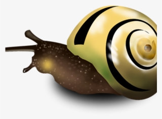 Drawn Snail Slug
