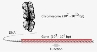 Chromosome Dna Gene