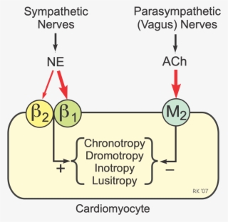 Cardiac Autonomic Receptors