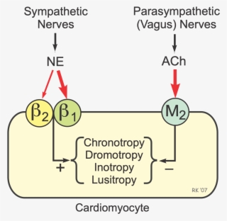 Cardiac Autonomic Receptors