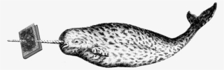 Flat-narwhal