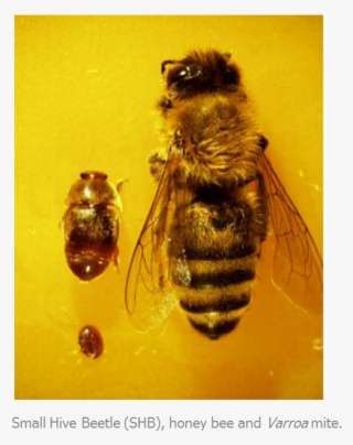 In Dead Honey Bee Colonies Or Exposed Beekeeping Equipment, - Honeybee