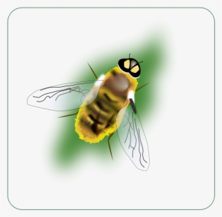 Honeybee - Bee Clipart