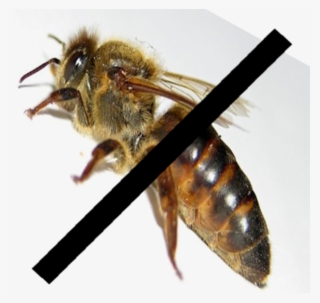 Featured Image - Honeybee