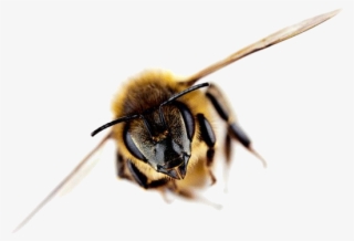 Post Navigation - New Zealand Honey Bee