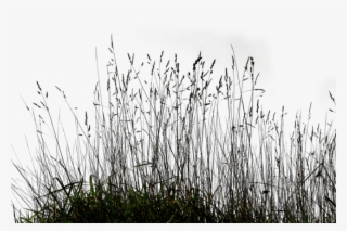 Free Png Download Long Grass Png Images Background - Grass Black And White Png