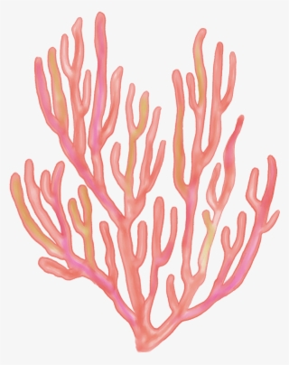 Seaweed Coral Coralreefs Coralreef Sea Ocean Beach - Birthday