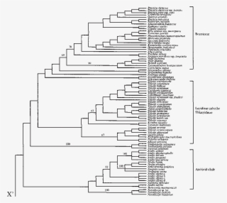 Strict Consensus Of The 14 580 Most Parsimonious Trees - Phyllostomidae Phylogeny