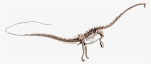 Amphicoelias Brontodiplodocus - Amphicoelias Skeleton