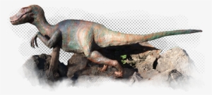 We Have Inventory And Activities Perfect For People - Lesothosaurus
