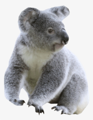 Free Png Cute Koala Png Images Transparent - Koala Png