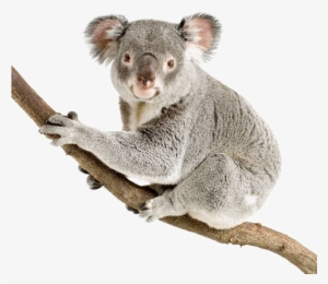 Koala Png Pic - Koalas Transparent