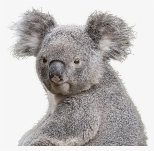 Koala Transparent Png Clipart - Koala Png