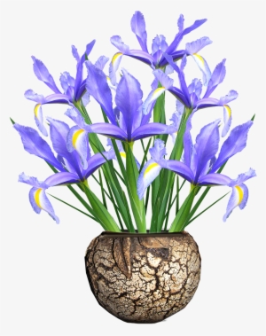 Dutch Iris,blue,flowers,vase - Vase