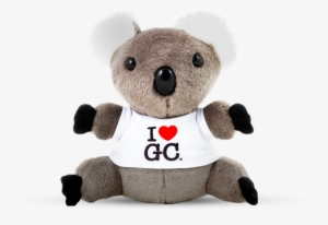 Gold Coast Koala