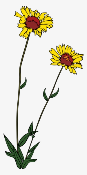 Gg Gaillardia Aristata - Wildflower Clip Art
